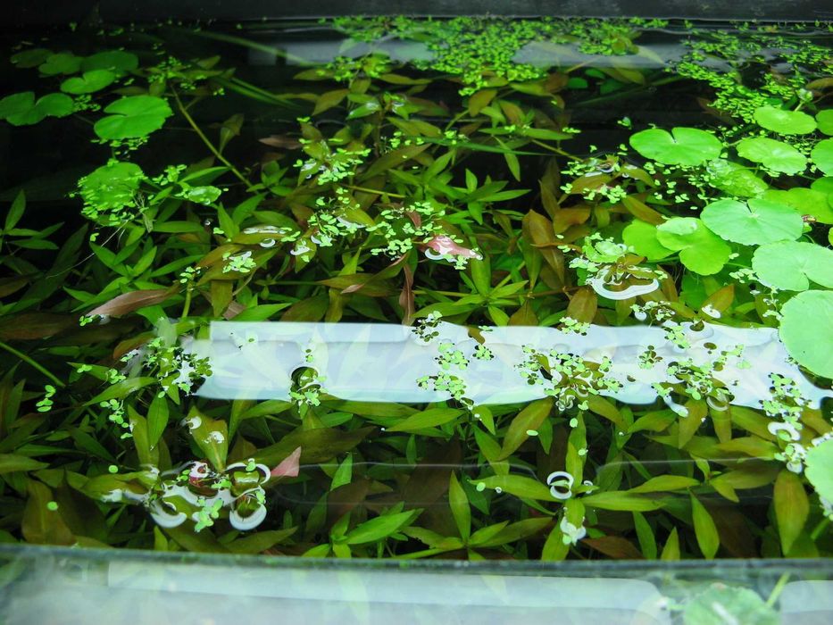 Ludwigia natans  (Ludwigia pływająca) / 3 sztuki