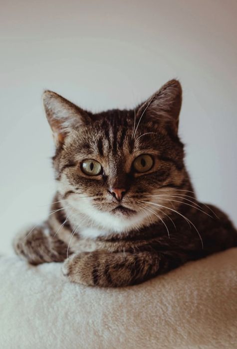 Urocza koteczka szuka domu