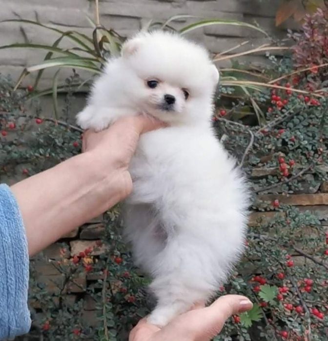 Pomeranian mini chłopak fci