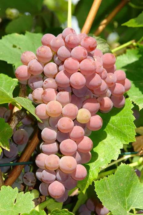 Sadzonki winorośli deserowe Arkadia, Einset, Alden gołokorzeniowe