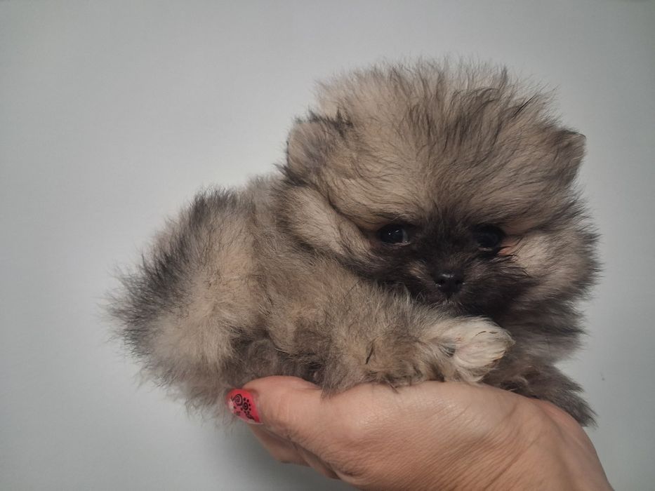 Szpic miniaturowy pomeranian malenki