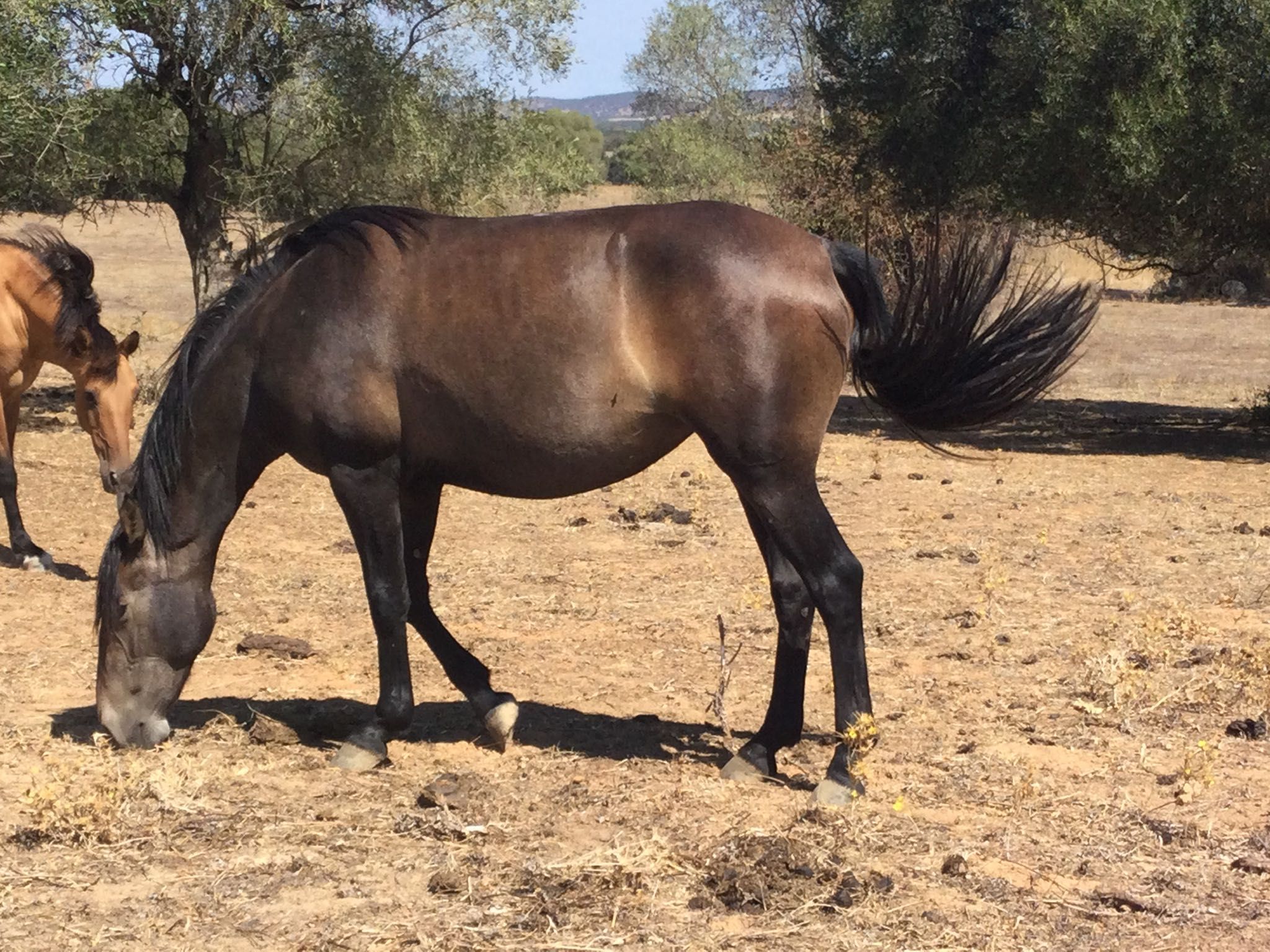 Égua cruzada de Lusitano