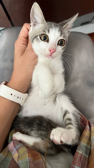 Отдам_ кошки_ котята_ Марко
