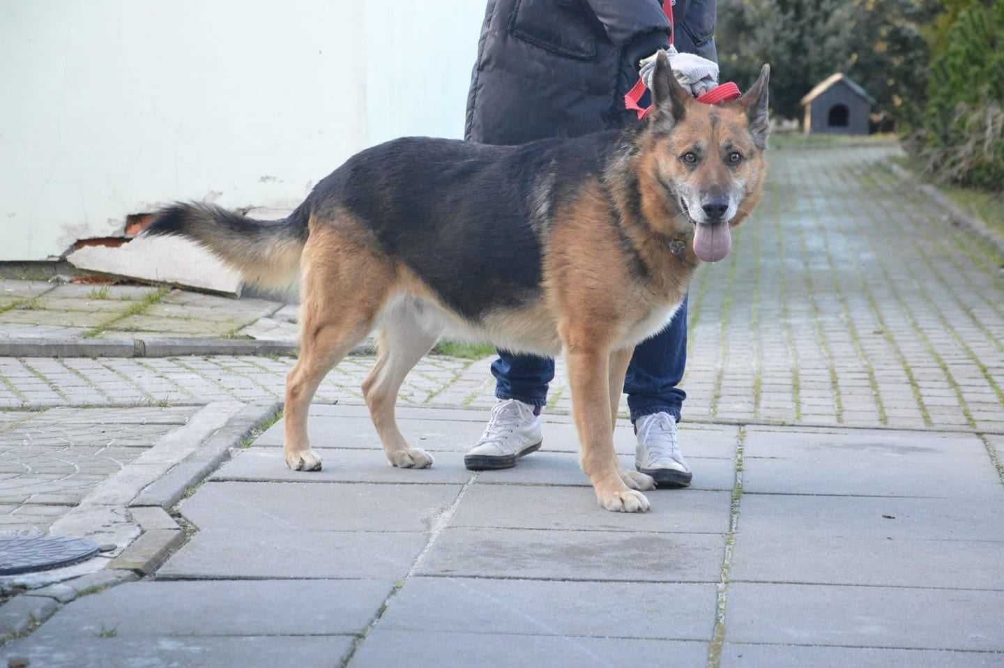 Alfi z Radys - w życiu nie miał łatwo, ale teraz dostał nową szansę!