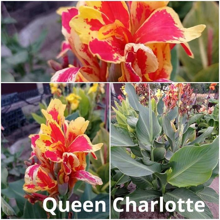 Sprzedam kłącza kann