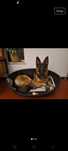 Cama para cão de porte medio