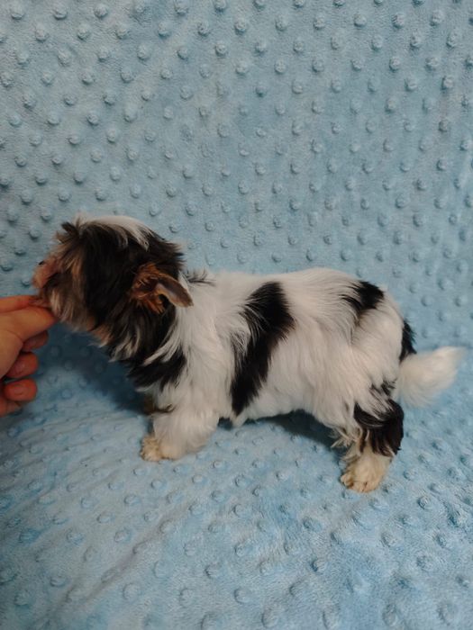 Mini Samiec Yorkshire terrier biewer