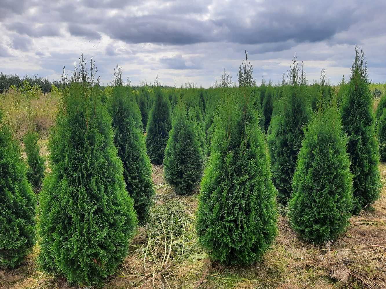 Thuja Smaragd 200,220,240,250cm!Tuja Szmaragd! Dostawa! Sadzimy! Tuje!