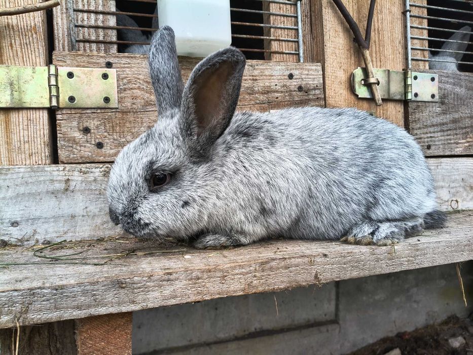 Sprzedam Królika WJS Rasowy