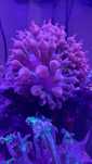Oddam za darmo. Ukwiał quadricolor rainbow