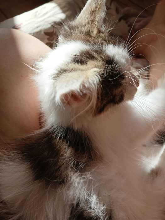 Długowłosa kotka szuka dobrego domku na całe życie!!!