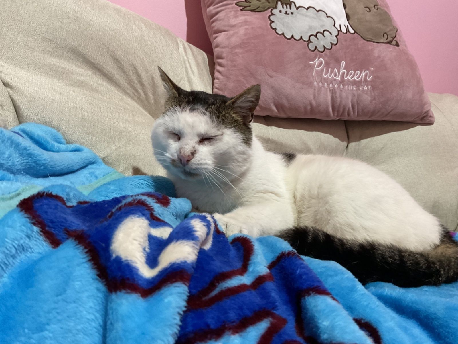 Bezdomny kot kocur Bieluch szuka domu do adopcji