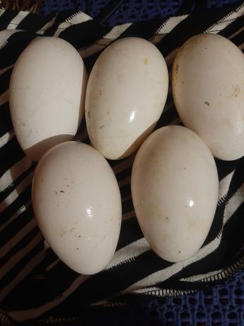 Гуси датський легарт,інкубаційне яйцеДатский легарт,инкубационное яйцо