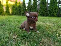 Czekoladowy długowłosy chłopiec chihuahua