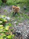 Szpic miniaturowy pomeranian