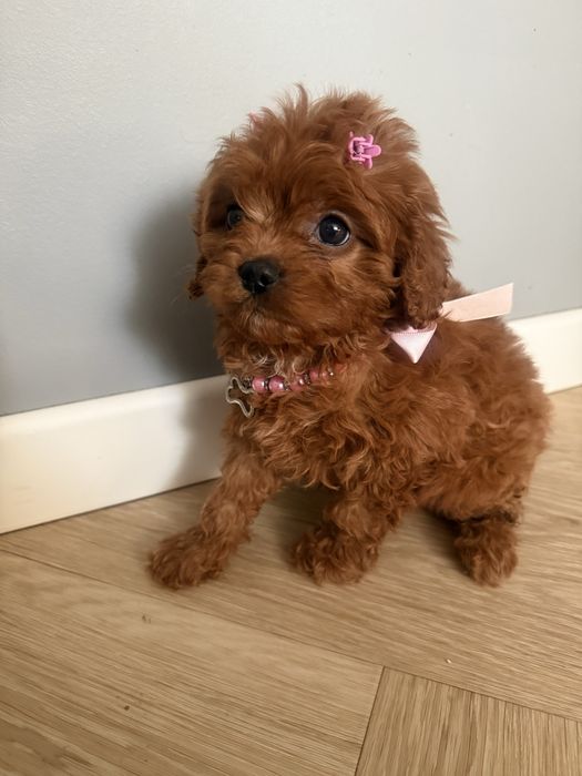 Cavapoo sliczna sunia