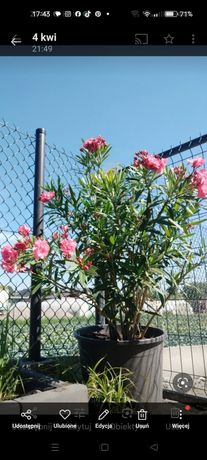 Oleander kwiat doniczka różowy