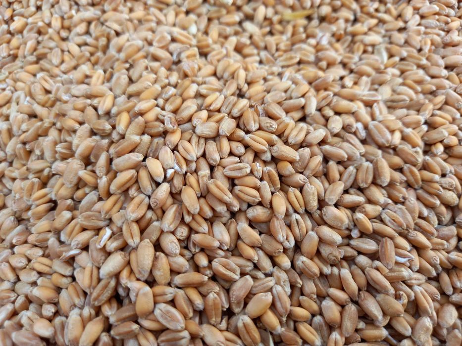 Pszenica z tegorocznych żniw