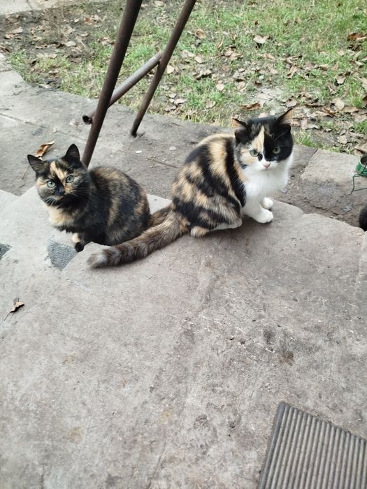 Отдам котят в добрые руки