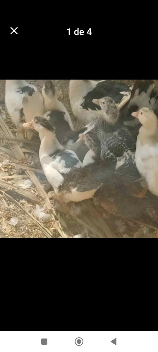 Vendo patos com 2 meses