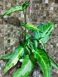 Сингоніум Ангустатум варієгатний Syngonium angustatum