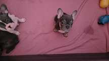 Bulldogue frances macho blue tan