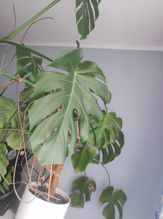 Monstera kwiat doniczkowy