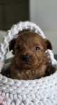 Maltipoo*Cudowny Chłopak** Do Rezerwacji**