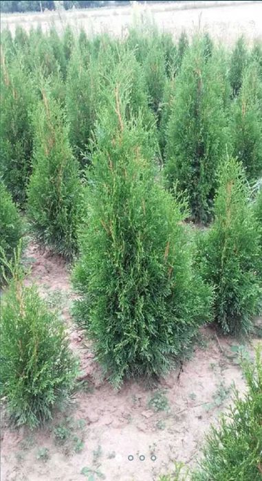 Tuja thuja Szmaragd