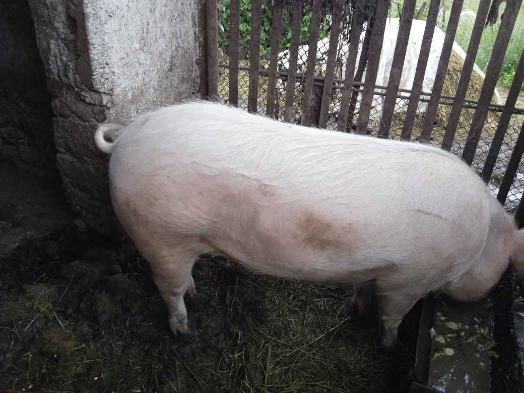 Продам домашню свиню