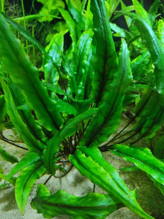 Kryptokoryna Wendta – Zwartka Wendta