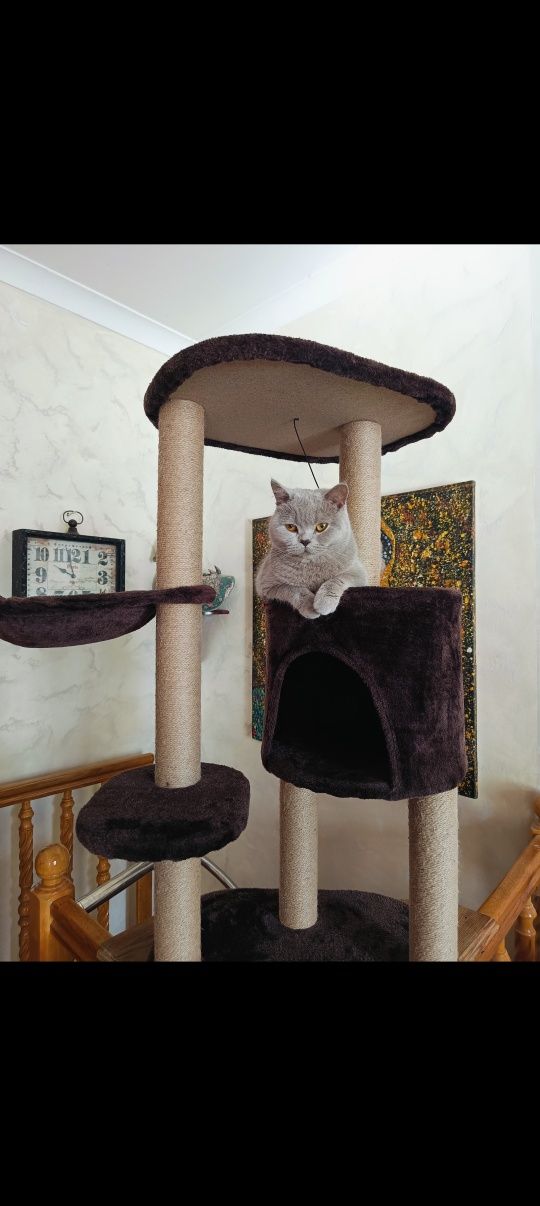 Magic cat amanda drapak dla kota z budka i leżanka brązowy pluszowy
