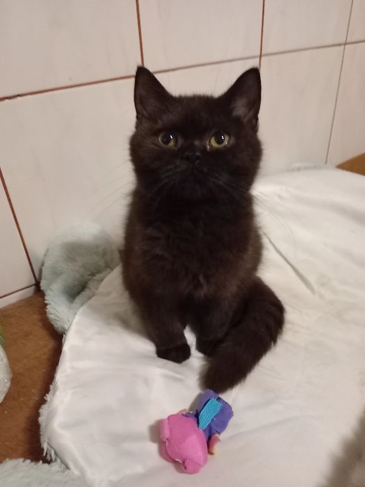 Kotek szkocki straight