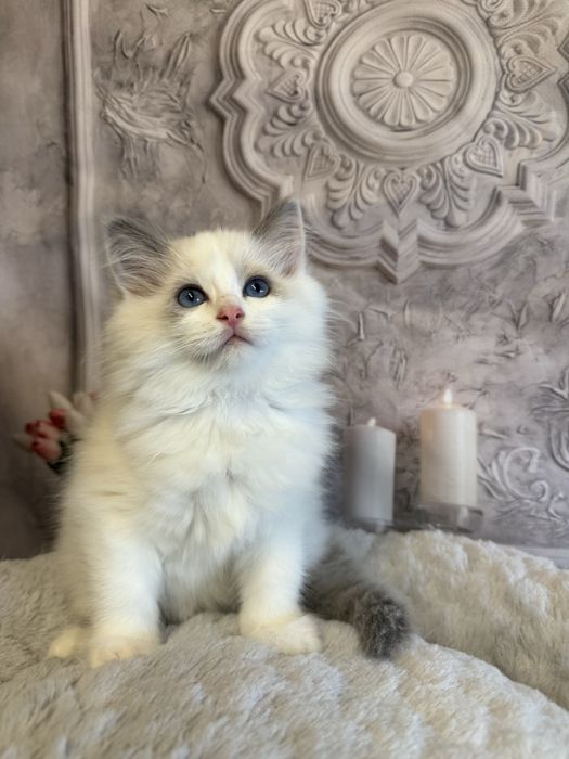 Koteczka Ragdoll blue bikolor