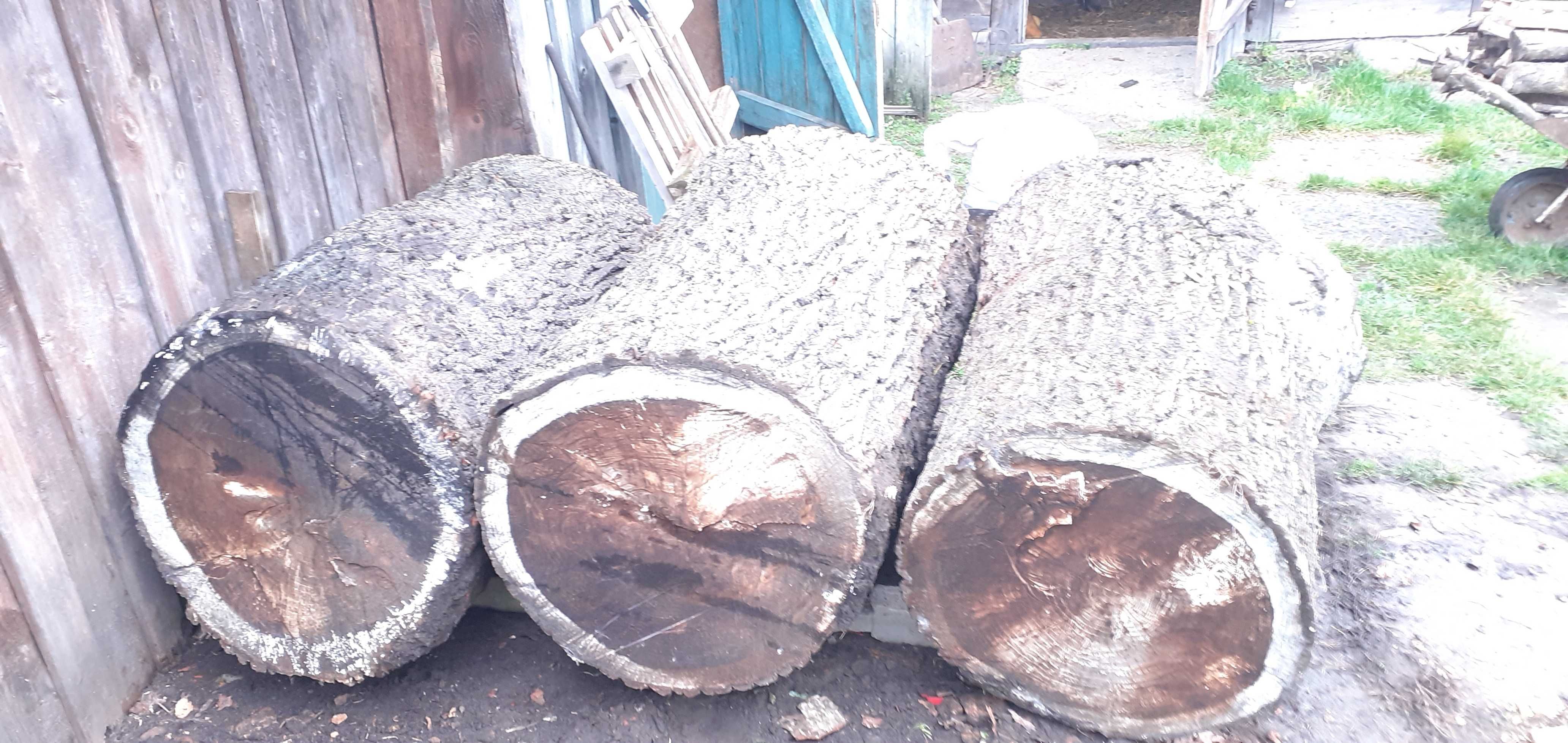 Продам три куски дуба, зрізані позаминулою  весною