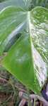 VENDO Monstera variegata envasada