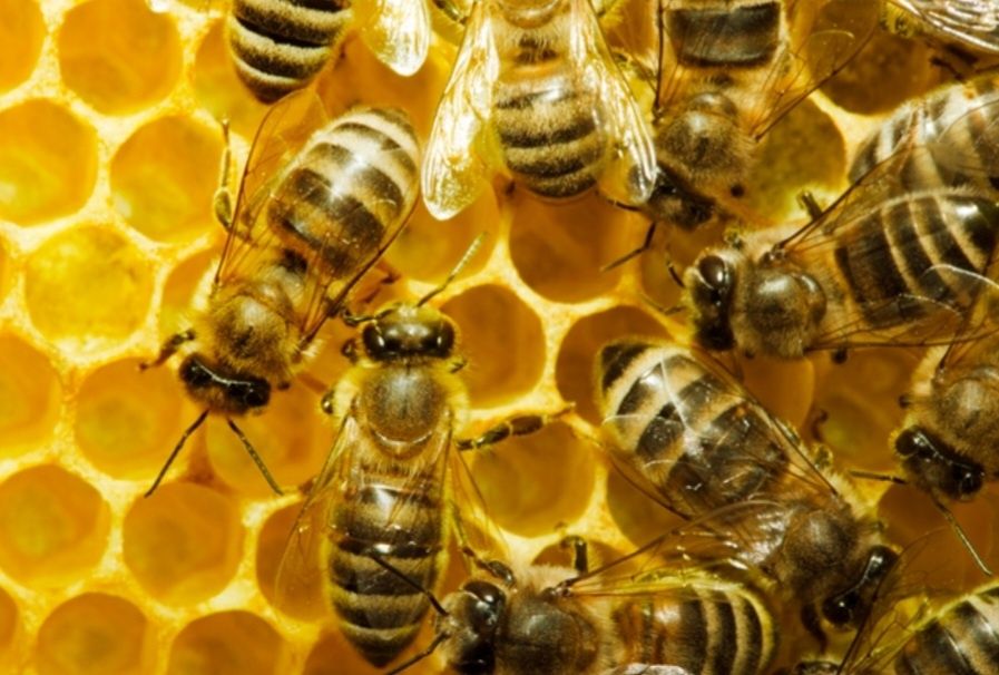 Продаються бджоли
