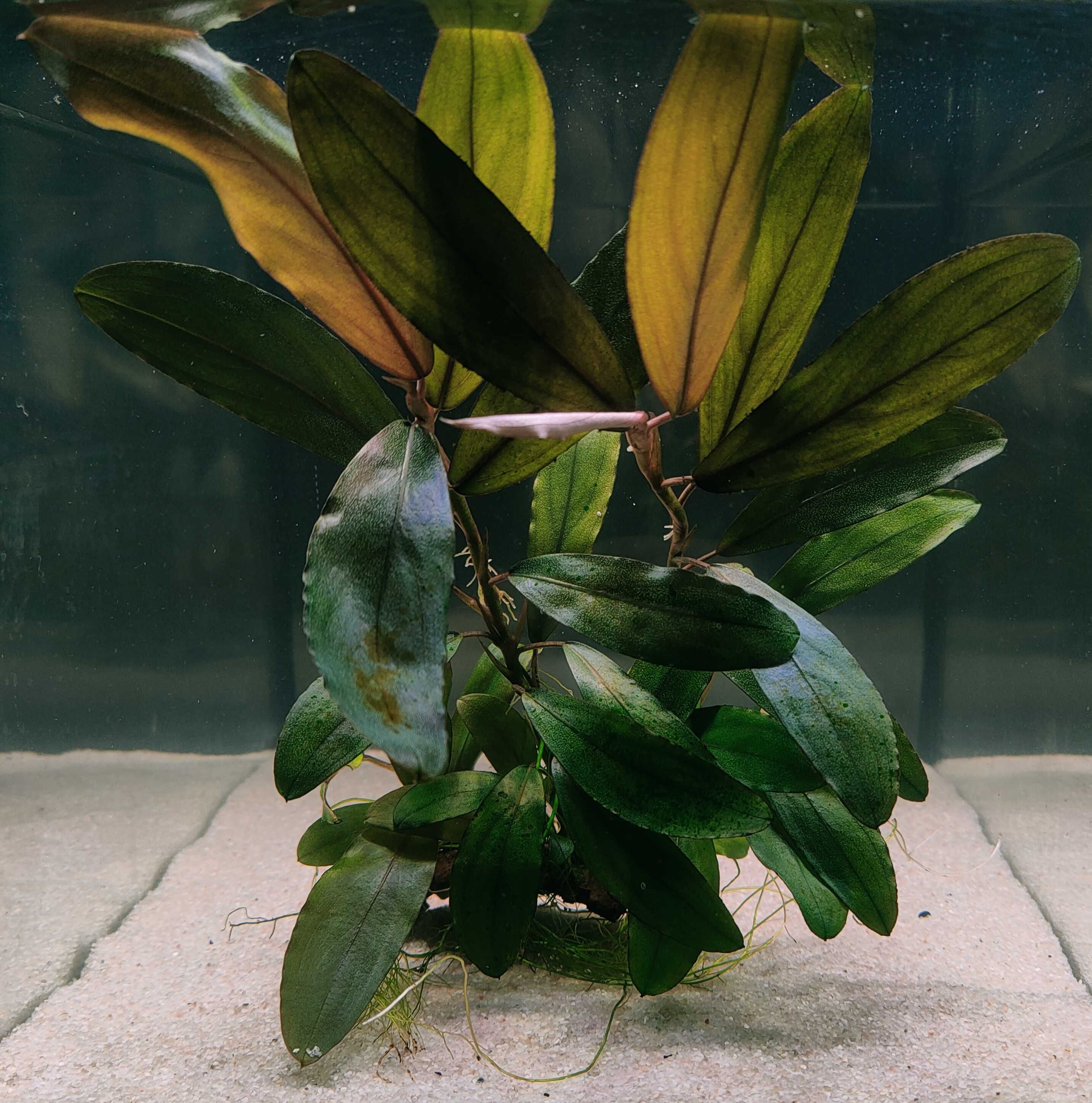Bucephalandra Aegis