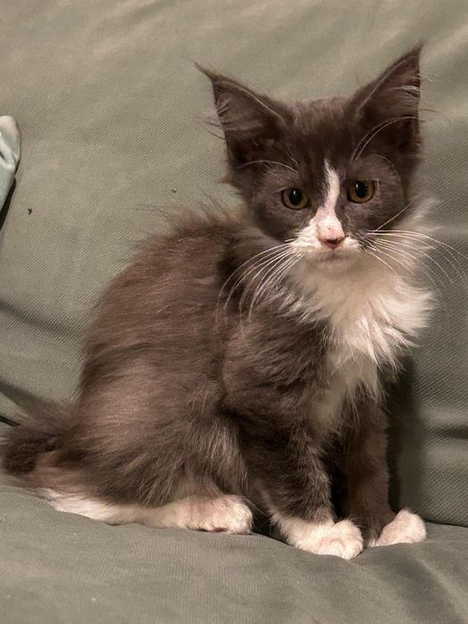 Dostojny Kocurek Maine Coon