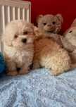 Maltipoo suczka piekna apricot