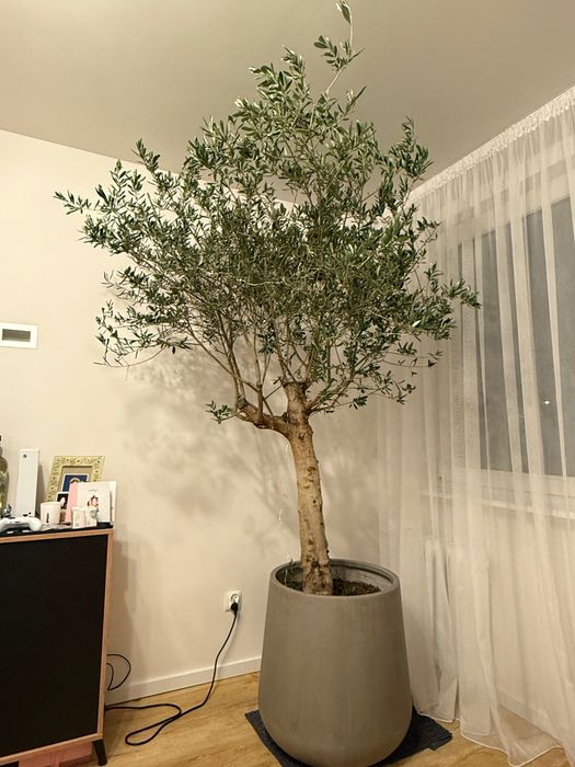 Drzewo oliwkowe z doniczką