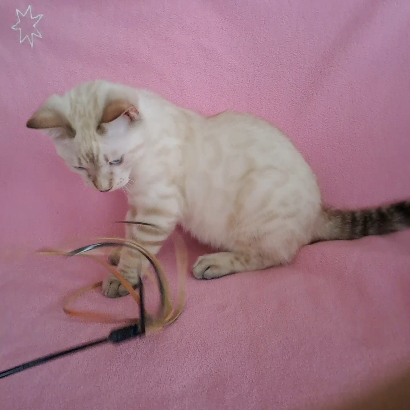 Бенгальский котёнок кот
