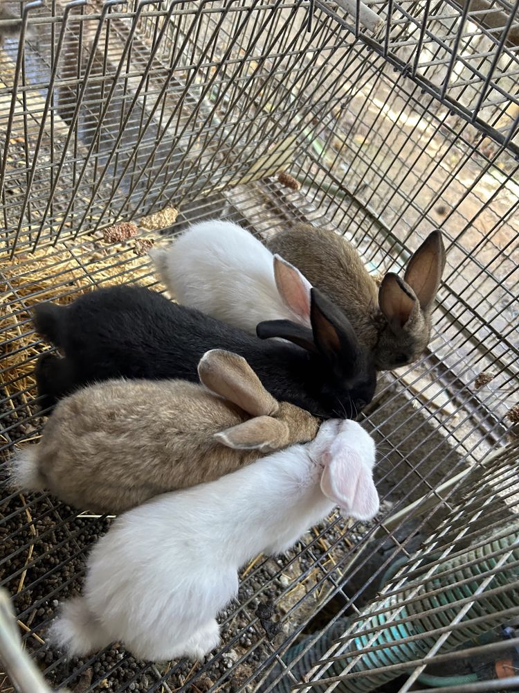 Coelhos de excelente qualidade