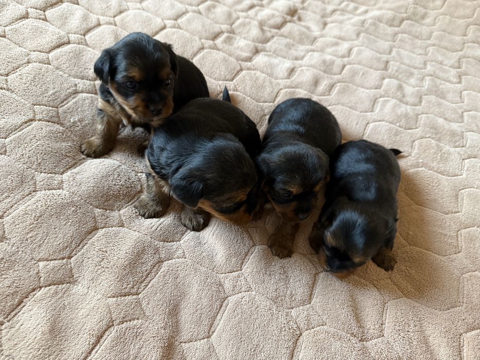 Щенки йоркширського терʼєра, йорк