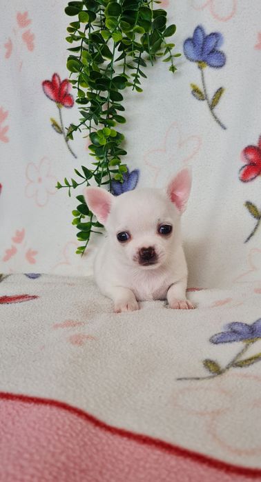 Excecional mini mini menino Chihuahua/chihuahua de Qualidade