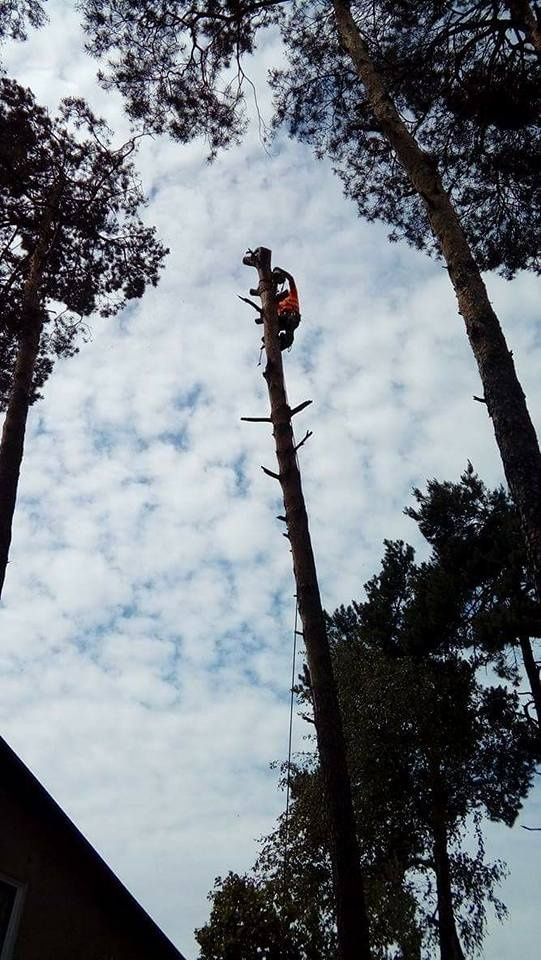 Wycinka drzew przycinanie drzew gałęzi frezowanie pni alpinistyczne