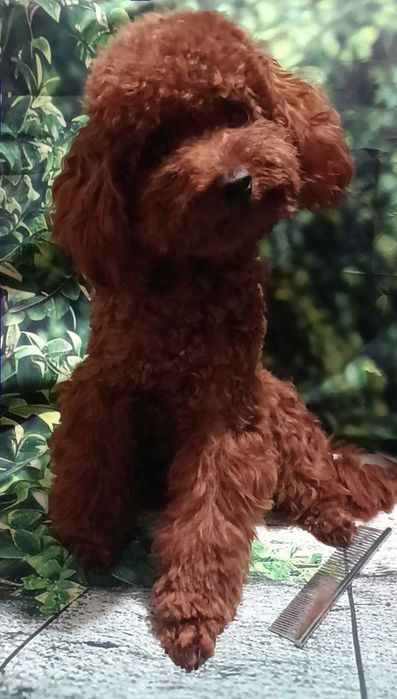 Неймовірний красунчик. В'язка