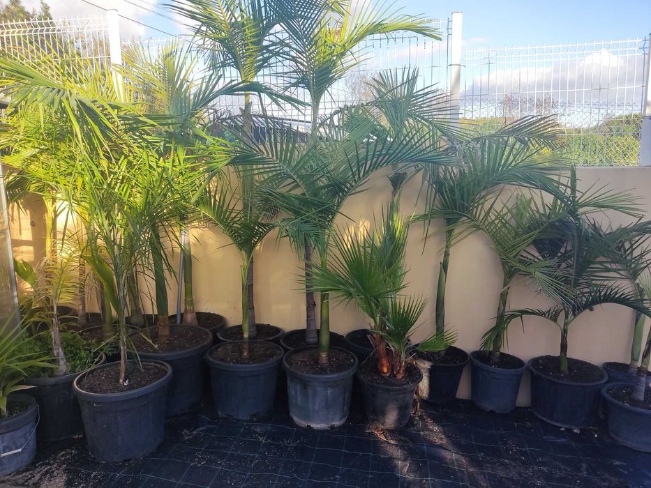 Palmeira Real Australiana