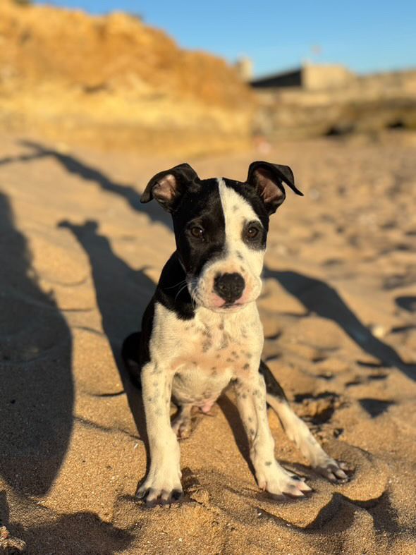 Pitbull Black pais ultima foto
