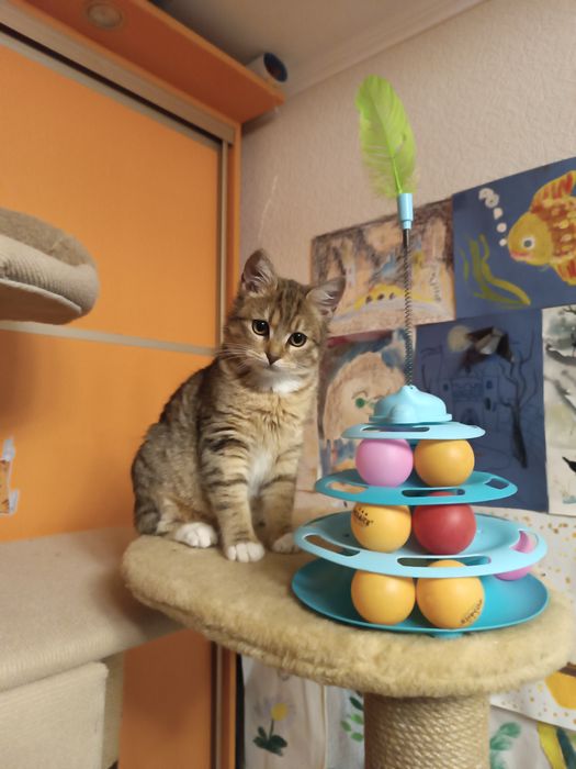 Ласковая кошечка в хорошие ручки